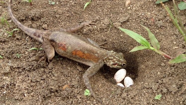 A lizard in front of a hole in the ground, with eggs placed in it.